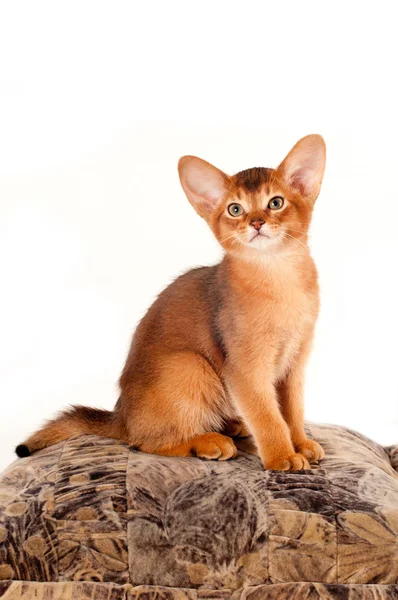 Abyssinian kitten sits on pillow — Stock Photo, Image