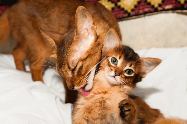 Somali cat with kitten — Stock Photo, Image
