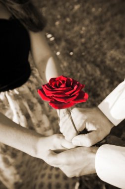 Aşıkların elinde gül