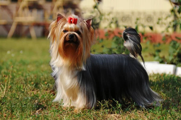 纯种约克夏犬 — 图库照片