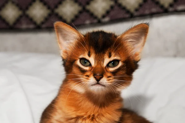 Portrait of somali kitten — Stock Photo, Image