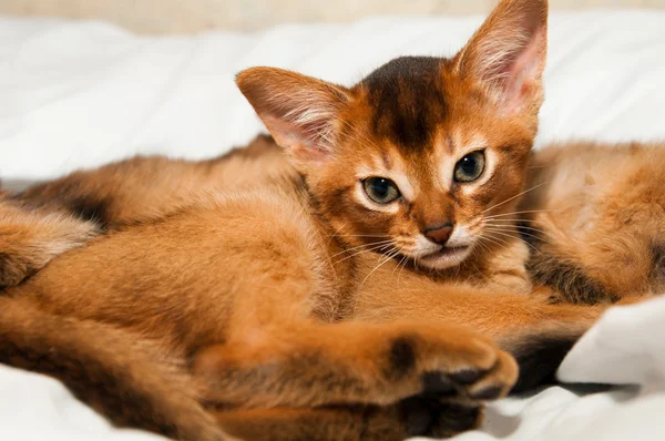 Cute kitten portrait — Stock Photo, Image