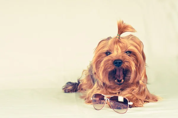 Schattig yorkshire Terriër geeuwen — Stockfoto