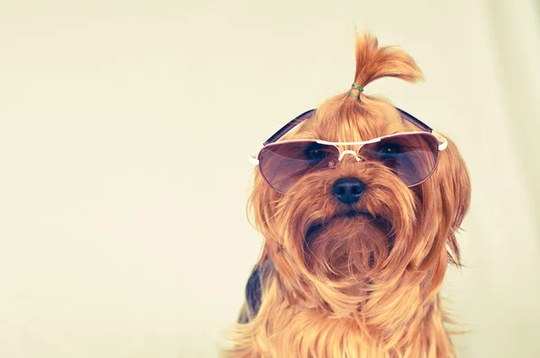 Αστείος σκύλος με γυαλιά ηλίου — Φωτογραφία Αρχείου
