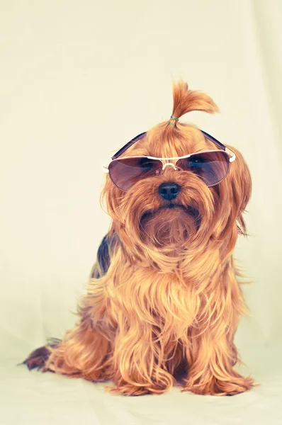 Portrait assis de chien en lunettes de soleil — Photo