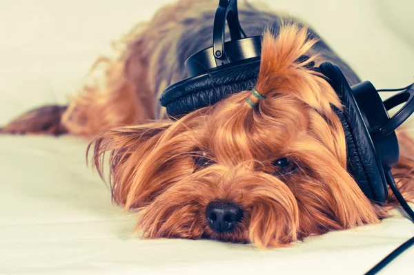 Leuke hond luisteren naar muziek — Stockfoto