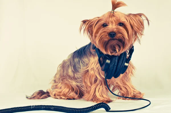 Cão engraçado com fones de ouvido — Fotografia de Stock