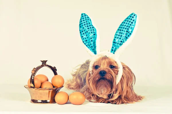 Cute dog like easter bunny — Stock Photo, Image