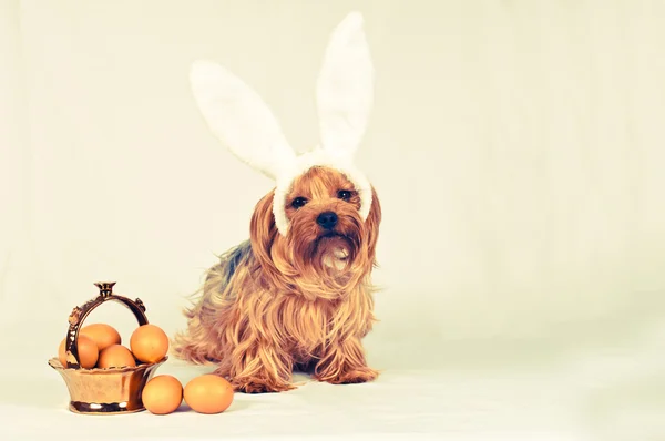 Lovely yorkshire terrier with eggs — Stock Photo, Image