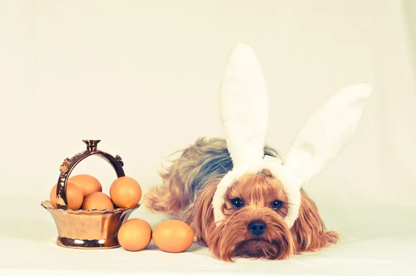 Cute dog like easter bunny — Stock Photo, Image