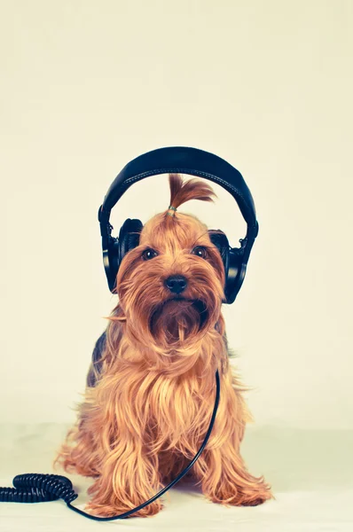 Divertido perro con auriculares Imagen de archivo