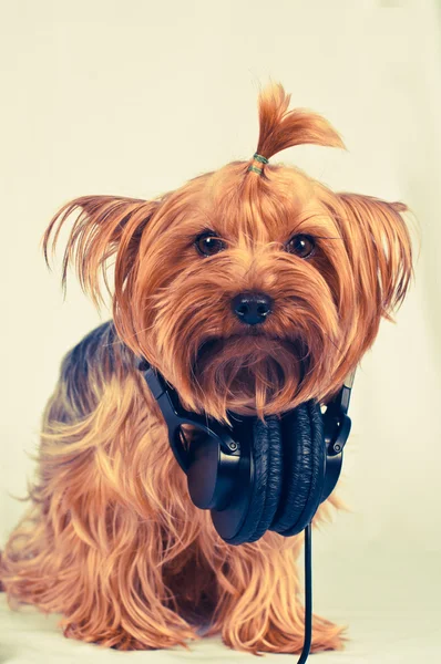 Divertido perro con auriculares Fotos de stock libres de derechos