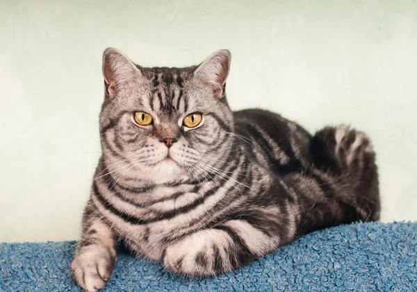 Retrato de cuerpo completo de gato americano de taquigrafía —  Fotos de Stock