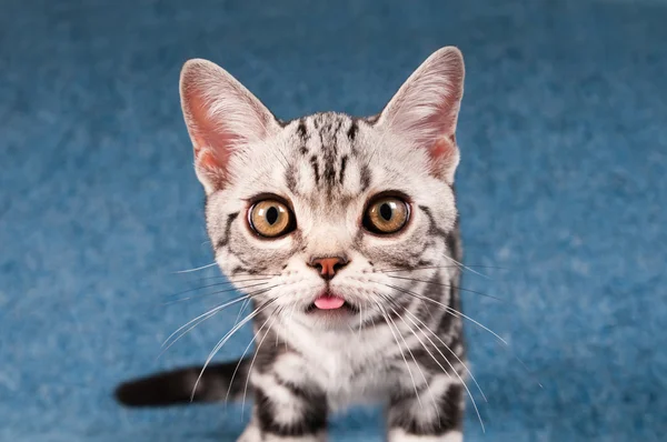 アメリカンショートヘア子猫の肖像 — ストック写真