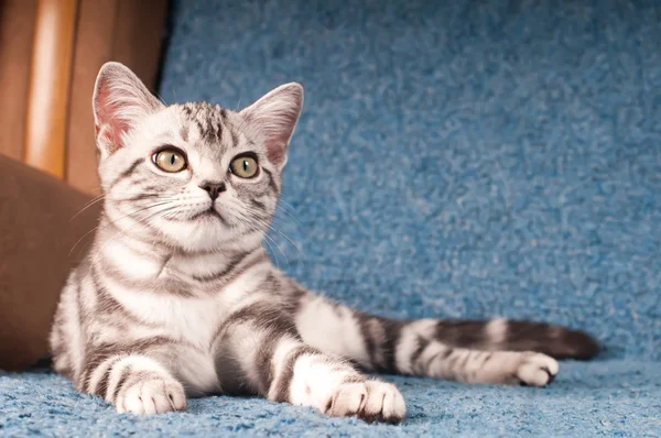 Kitten portrait full lenth — Stock Photo, Image