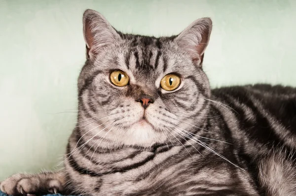 Короткохвостая кошка — стоковое фото