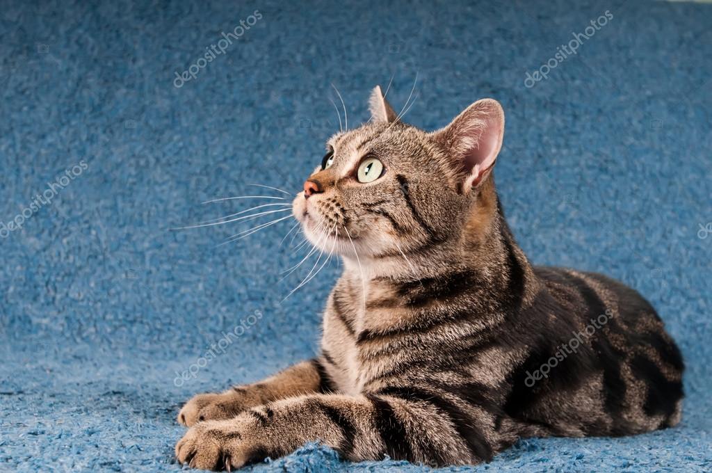 Gatto Americano A Pelo Corto Foto Stock Grase 82078774