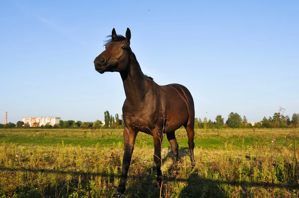 Paard portret in groene veld — Stockfoto