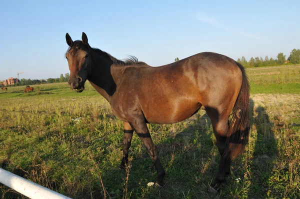 Paard portret in groene veld — Stockfoto