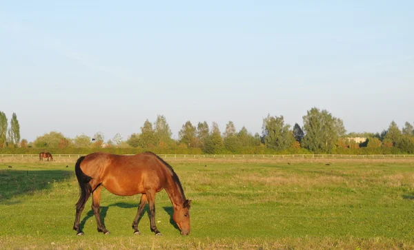 Retrato de cavalo no campo verde — Fotografia de Stock