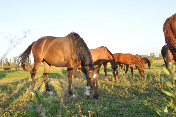 Häst besättningen i grönt fält — Stockfoto
