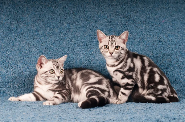 Two american shorthaired kitten on blue sofa — Stock Photo, Image