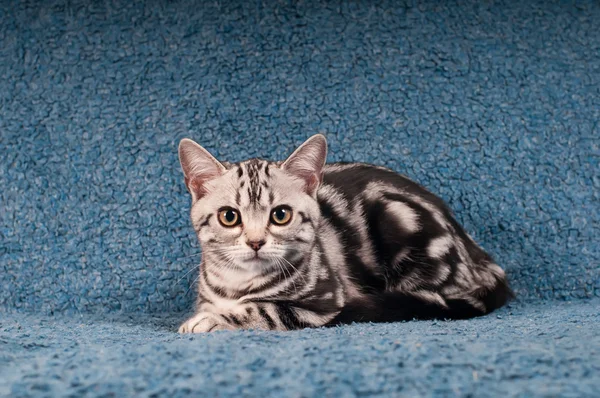 Amerykański shorthared kotek leżąc na kanapie — Zdjęcie stockowe
