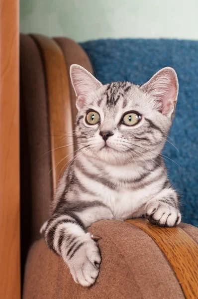 American shorthared kitten — Stock Photo, Image