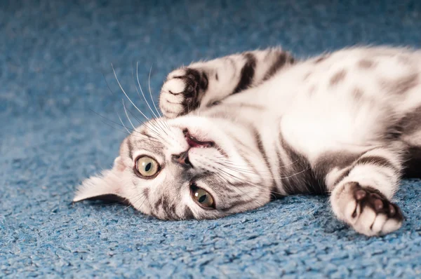 American shorthared kitten — Stock Photo, Image