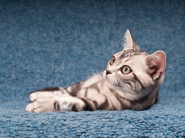 Короткометражный котенок — стоковое фото