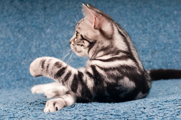 Americano shorthared gatito — Foto de Stock