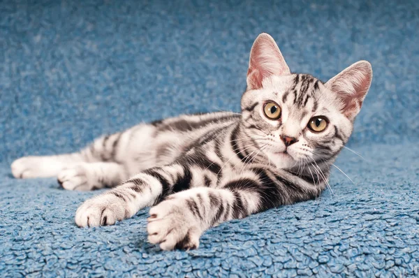 Amerikan shorthared yavru kedi — Stok fotoğraf