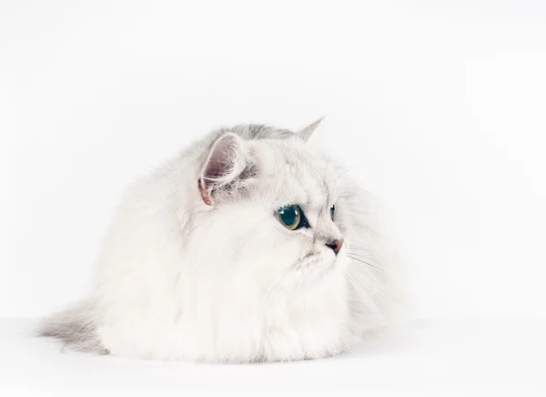 Scottish straight cat — Stock Photo, Image