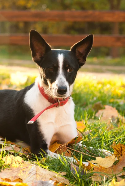 Razza mista cane ritratto all'aperto — Foto Stock