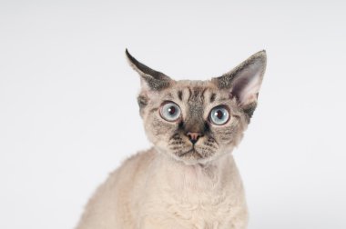 Devon rex kedi beyaz arka plan üzerinde