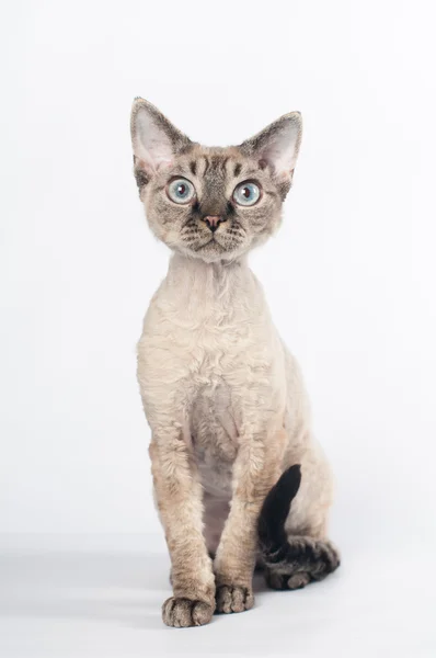 Devon Rex แมวบนพื้นหลังสีขาว — ภาพถ่ายสต็อก