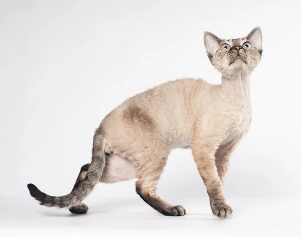 Devon rex gatto su sfondo bianco — Foto Stock