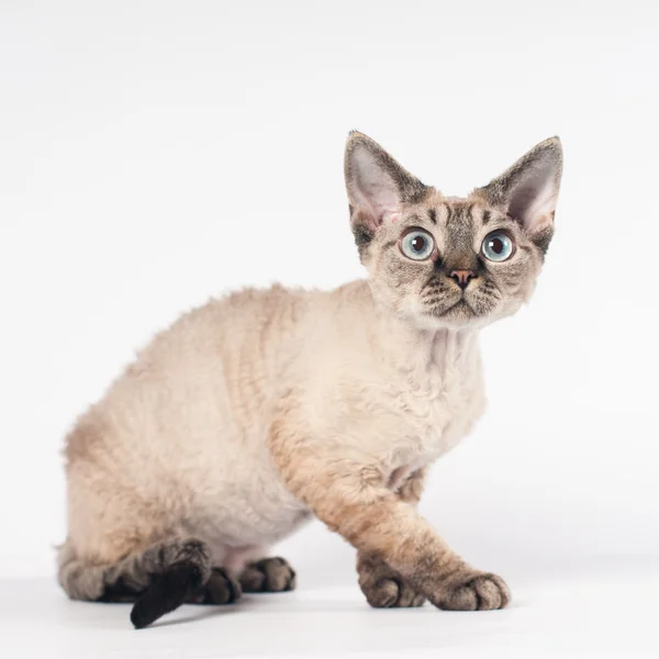 白い背景のデヴォン ・ レックス猫 — ストック写真