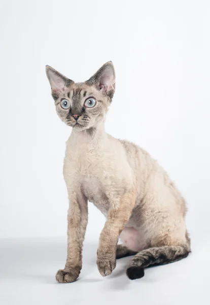 Devon rex kočky na bílém pozadí — Stock fotografie