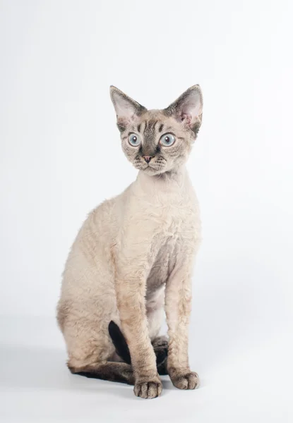 Devon rex katt på vit bakgrund — Stockfoto