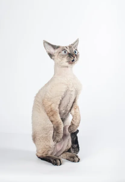 Devon rex katt på vit bakgrund — Stockfoto