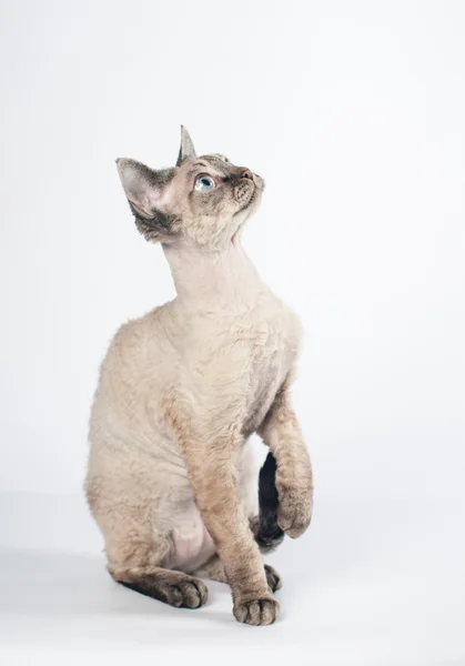 Devon rex macska fehér háttér — Stock Fotó