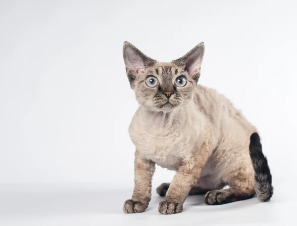 Devon rex kedi beyaz arka plan üzerinde — Stok fotoğraf