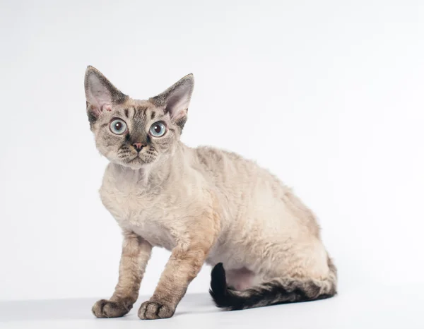 Devon rex kat op witte achtergrond — Stockfoto