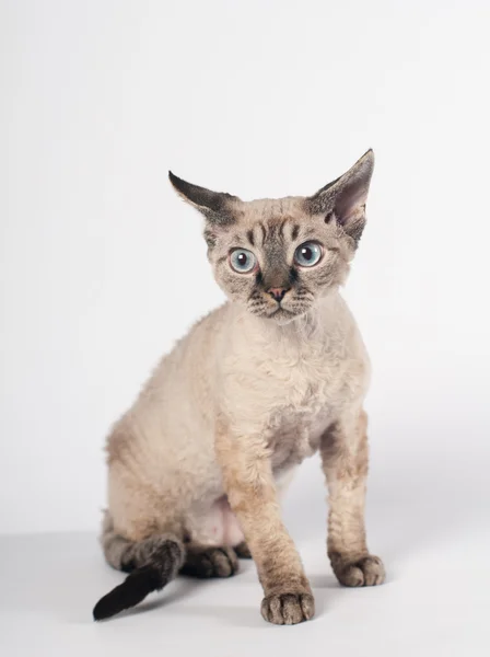 Devon Rex แมวบนพื้นหลังสีขาว — ภาพถ่ายสต็อก