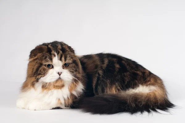 Scottish fold Highland Straight cat portrait — Stock Photo, Image