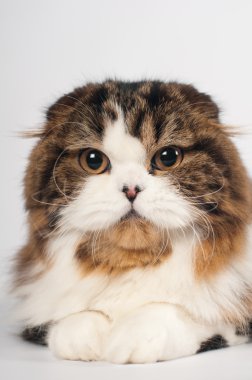 İskoç fold Highland düz kedi portre