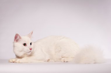 Beyaz mainecoon portre