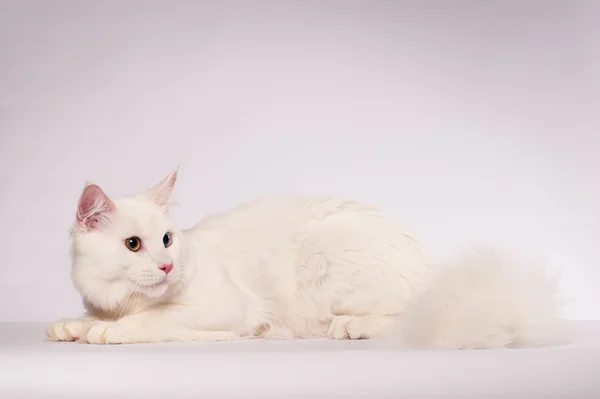 Witte mainecoon portret — Stockfoto
