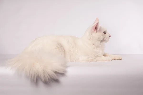 Bílá mainecoon portrét — Stock fotografie